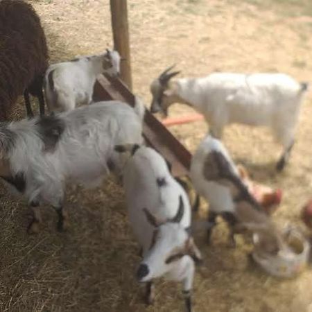 Agrifarm La Corte Apartment Villa Bensi المظهر الخارجي الصورة